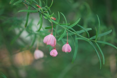 Euonymus nanus 'Turkenistanus' - brslen nízký - větévka s poupaty